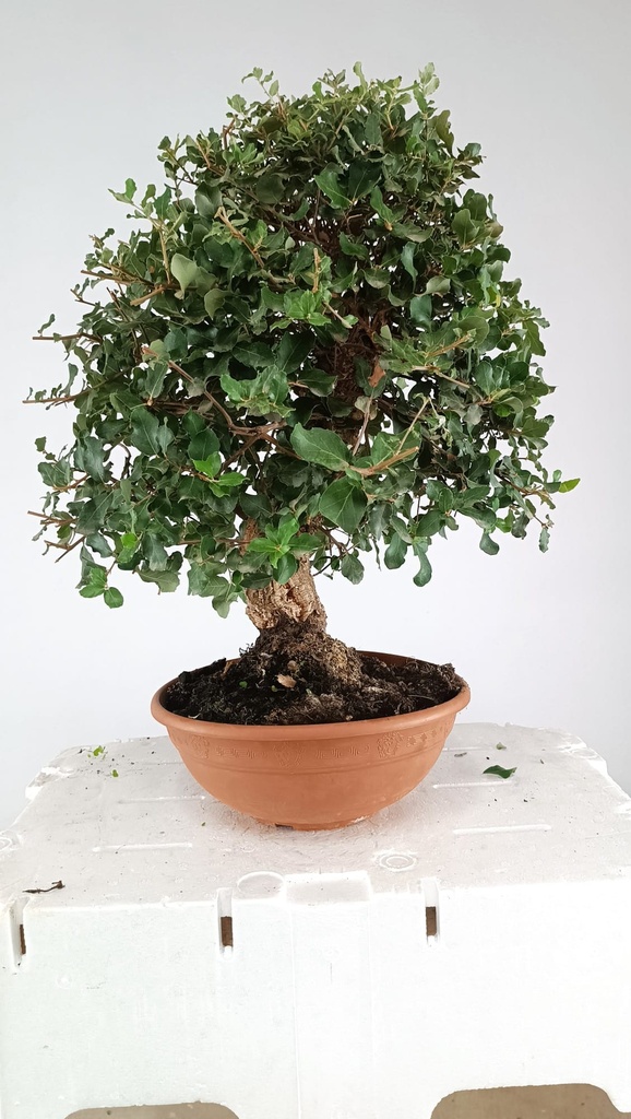 0  Quercus suber, 220 euros
