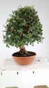 0  Quercus suber, 220 euros