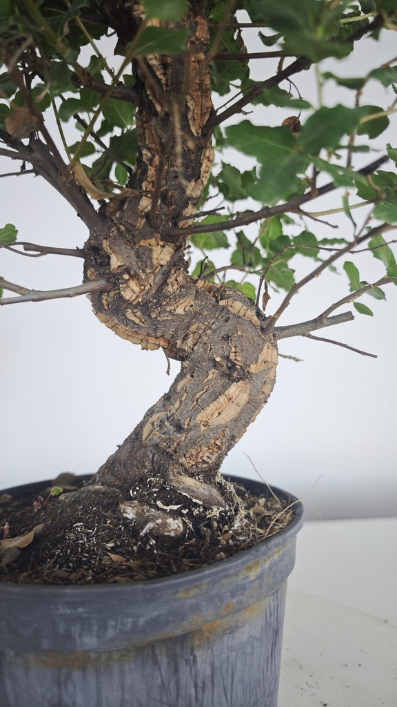 * Q 9 Quercus suber 95 euros con envio gratis peninsula.