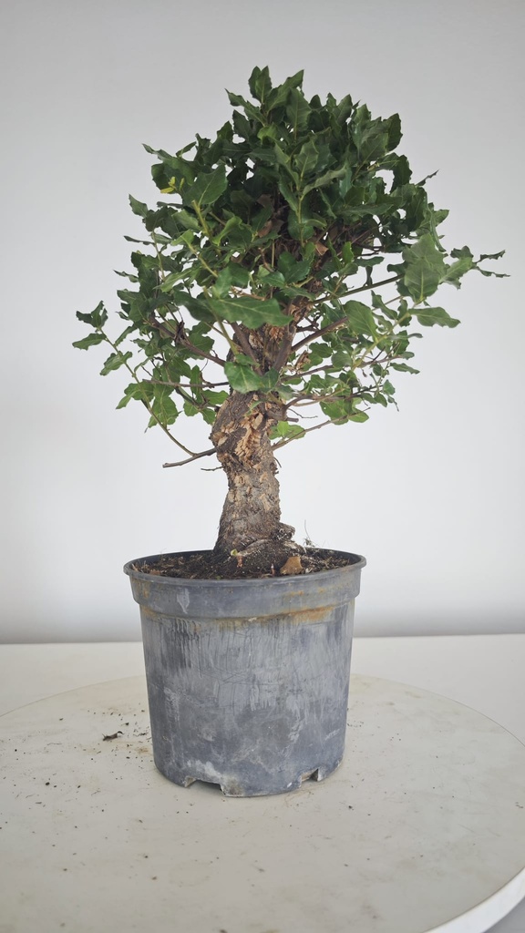 * Q 9 Quercus suber 95 euros con envio gratis peninsula.