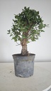 * Q 9 Quercus suber 95 euros con envio gratis peninsula.