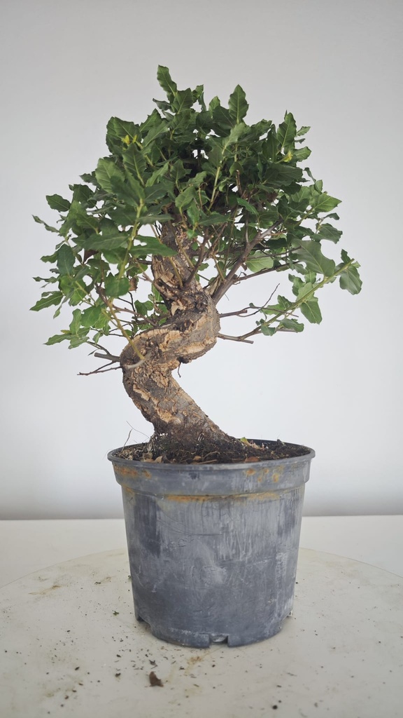 * Q 9 Quercus suber 95 euros con envio gratis peninsula.