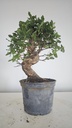 * Q 9 Quercus suber 95 euros con envio gratis peninsula.