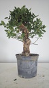 * Q 9 Quercus suber 95 euros con envio gratis peninsula.