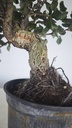 * Q 10 Quercus suber 95 euros con envio gratis peninsula.