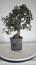 * Q 10 Quercus suber 95 euros con envio gratis peninsula.