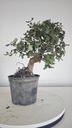 * Q 10 Quercus suber 95 euros con envio gratis peninsula.