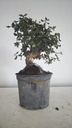 * Q 10 Quercus suber 95 euros con envio gratis peninsula.