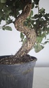 * Q 11 Quercus suber 95 euros con envio gratis peninsula.