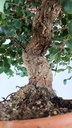 0  Quercus suber, 220 euros