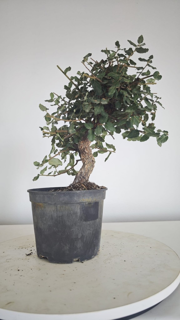 * Q 11 Quercus suber 95 euros con envio gratis peninsula.