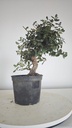 * Q 11 Quercus suber 95 euros con envio gratis peninsula.