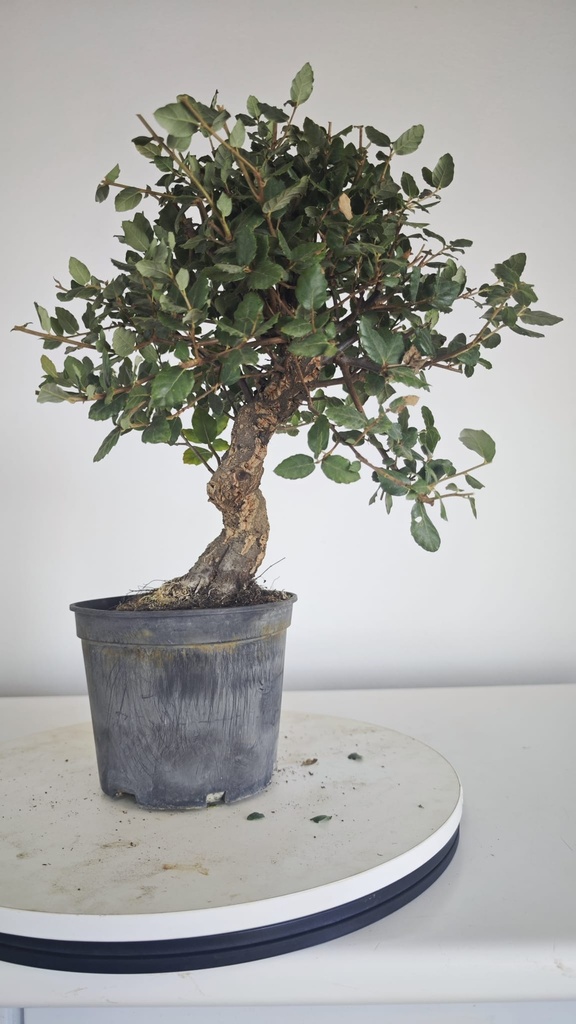 * Q 12 Quercus suber 95 euros con envio gratis peninsula.