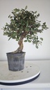 * Q 12 Quercus suber 95 euros con envio gratis peninsula.