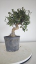 * Q 12 Quercus suber 95 euros con envio gratis peninsula.