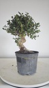 * Q 12 Quercus suber 95 euros con envio gratis peninsula.