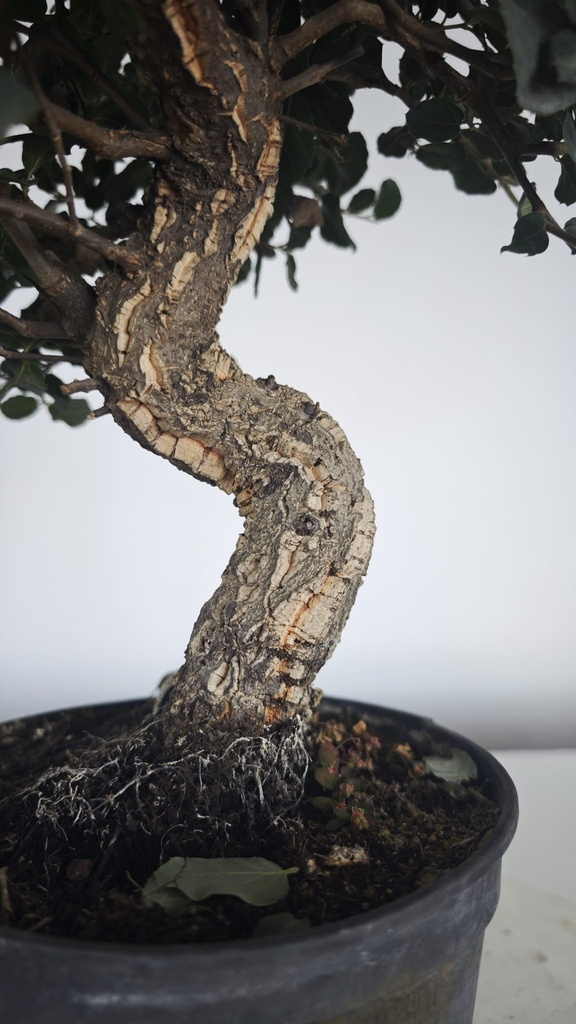 * Q 13 Quercus suber 95 euros con envio gratis peninsula.