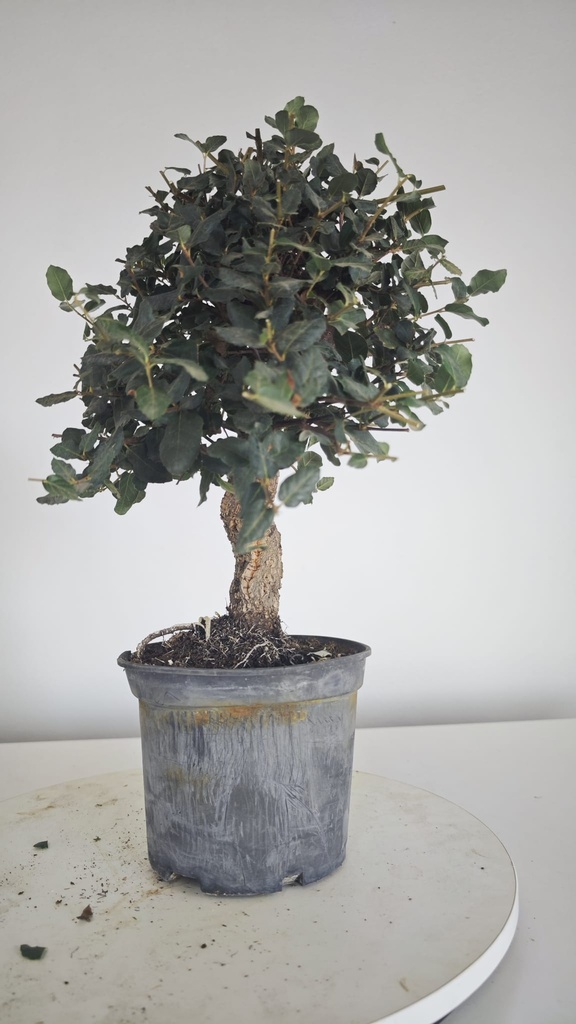 * Q 13 Quercus suber 95 euros con envio gratis peninsula.