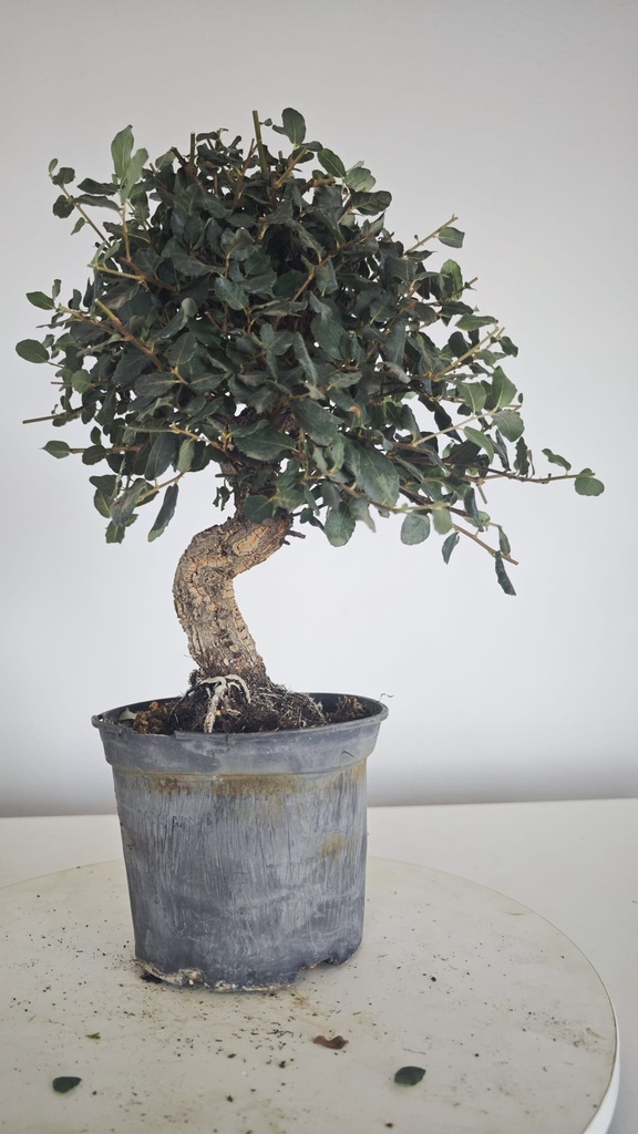 * Q 13 Quercus suber 95 euros con envio gratis peninsula.