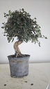* Q 13 Quercus suber 95 euros con envio gratis peninsula.