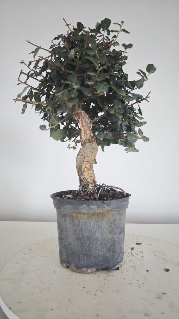 * Q 13 Quercus suber 95 euros con envio gratis peninsula.