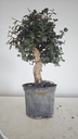 * Q 13 Quercus suber 95 euros con envio gratis peninsula.