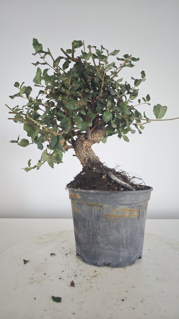 * Q 14 Quercus suber 95 euros con envio gratis peninsula.