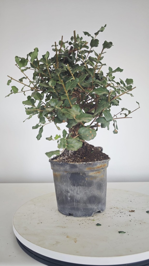 * Q 14 Quercus suber 95 euros con envio gratis peninsula.