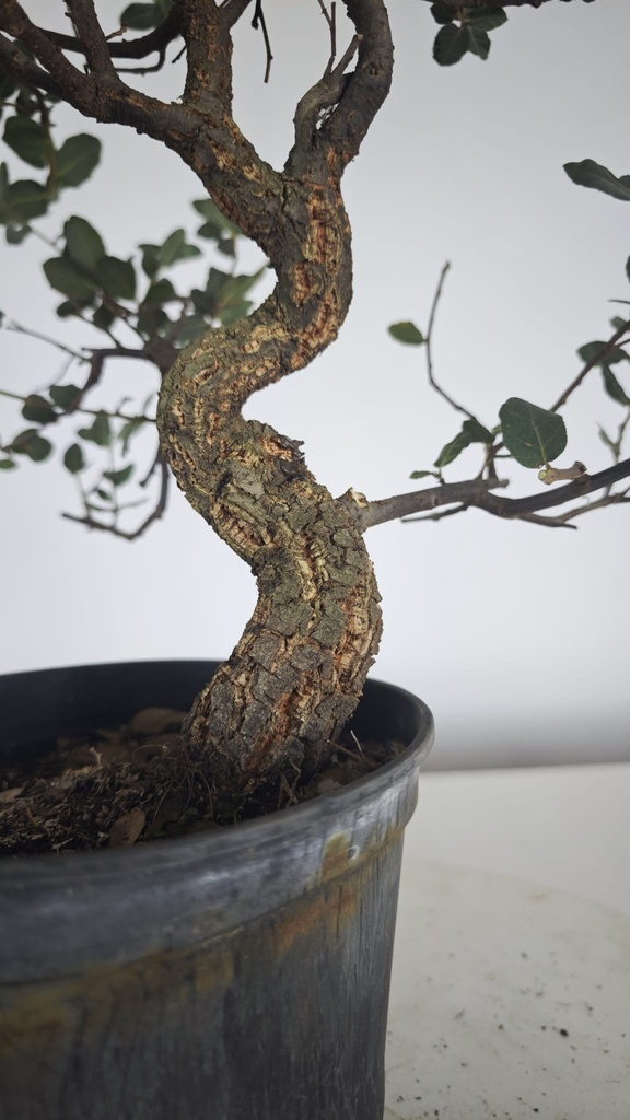 * Q 15 Quercus suber 95 euros con envio gratis peninsula.