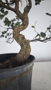 * Q 15 Quercus suber 95 euros con envio gratis peninsula.