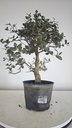 * Q 15 Quercus suber 95 euros con envio gratis peninsula.