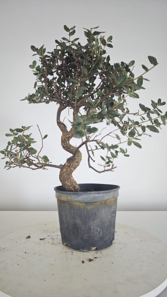* Q 15 Quercus suber 95 euros con envio gratis peninsula.