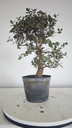 * Q 15 Quercus suber 95 euros con envio gratis peninsula.