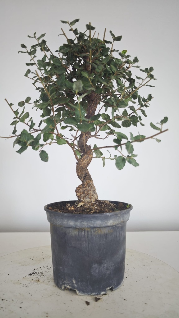 * Q 16 Quercus suber 95 euros con envio gratis peninsula.