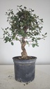 * Q 16 Quercus suber 95 euros con envio gratis peninsula.
