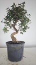 * Q 16 Quercus suber 95 euros con envio gratis peninsula.