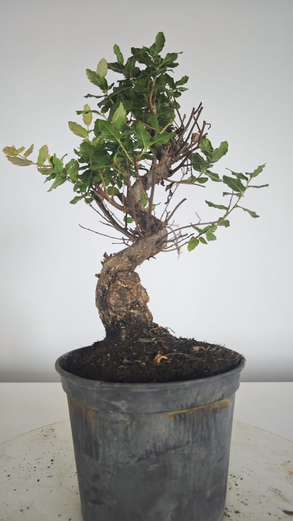 * Q 17 Quercus suber 95 euros con envio gratis peninsula.