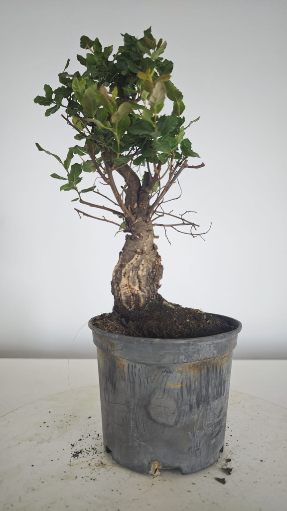 * Q 17 Quercus suber 95 euros con envio gratis peninsula.