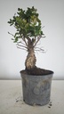 * Q 17 Quercus suber 95 euros con envio gratis peninsula.