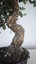 * Q 18 Quercus suber 95 euros con envio gratis peninsula.