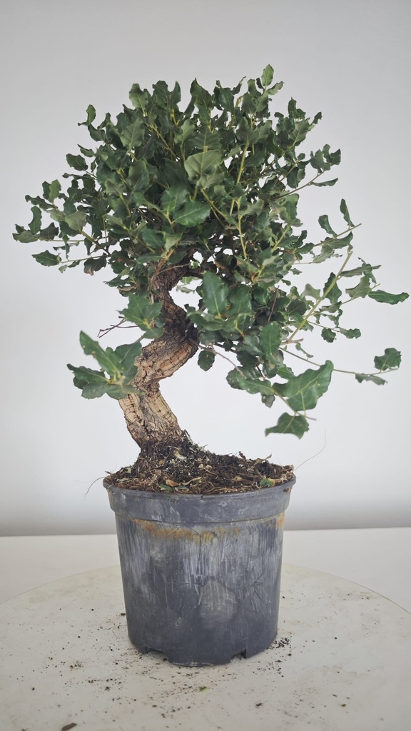* Q 18 Quercus suber 95 euros con envio gratis peninsula.
