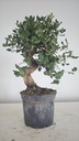 * Q 18 Quercus suber 95 euros con envio gratis peninsula.