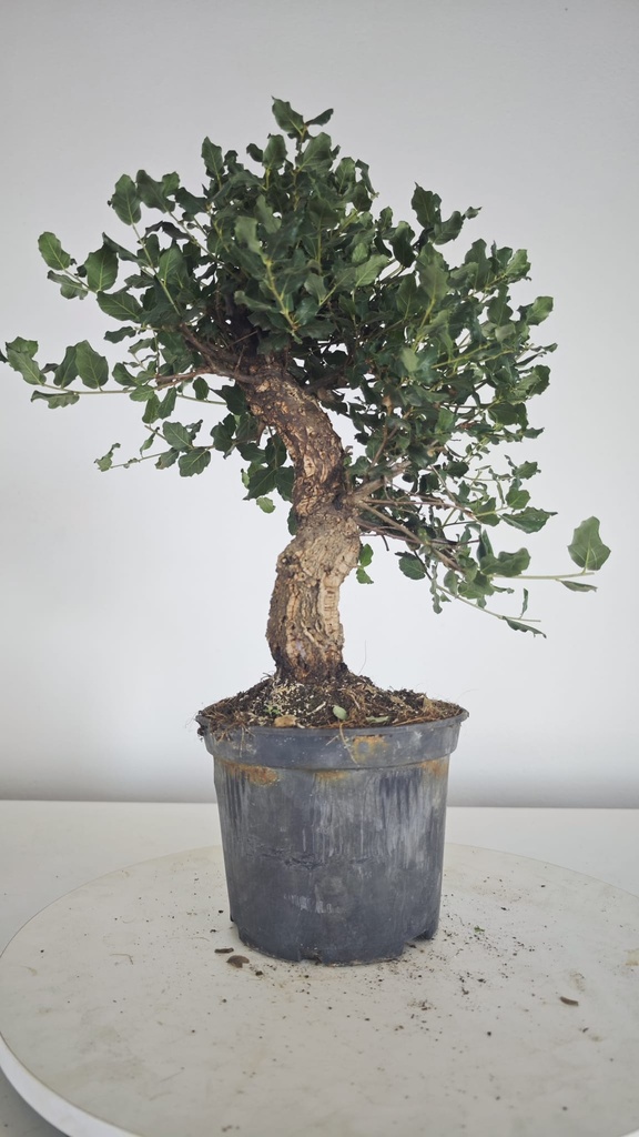 * Q 18 Quercus suber 95 euros con envio gratis peninsula.