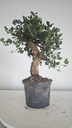 * Q 18 Quercus suber 95 euros con envio gratis peninsula.