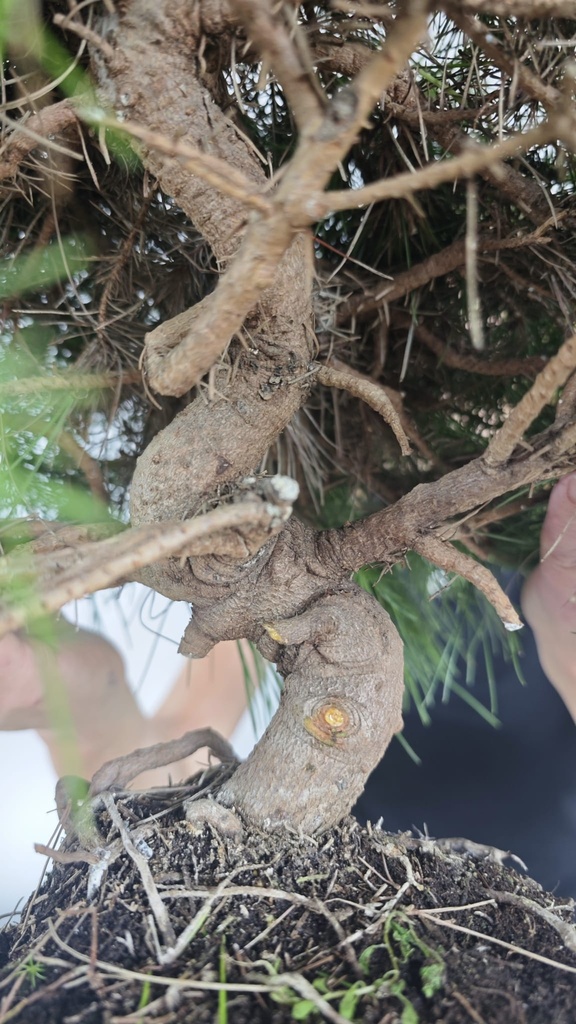 * H 1 Pinus halepensis 95 con envio gratis peninsula