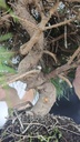 * H 1 Pinus halepensis 95 con envio gratis peninsula