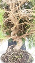 * H 1 Pinus halepensis 95 con envio gratis peninsula