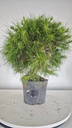 * H 1 Pinus halepensis 95 con envio gratis peninsula
