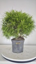 * H 1 Pinus halepensis 95 con envio gratis peninsula