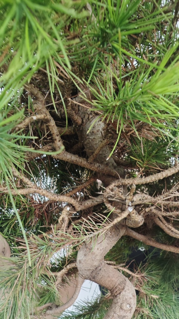 * H 2 Pinus halepensis 95 con envio gratis peninsula